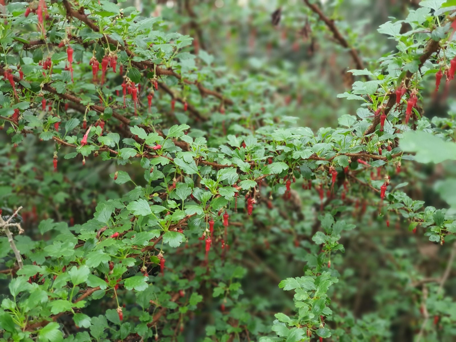 Ribes speciosus - Herrenkamper Gärten - Pflanzenraritäten