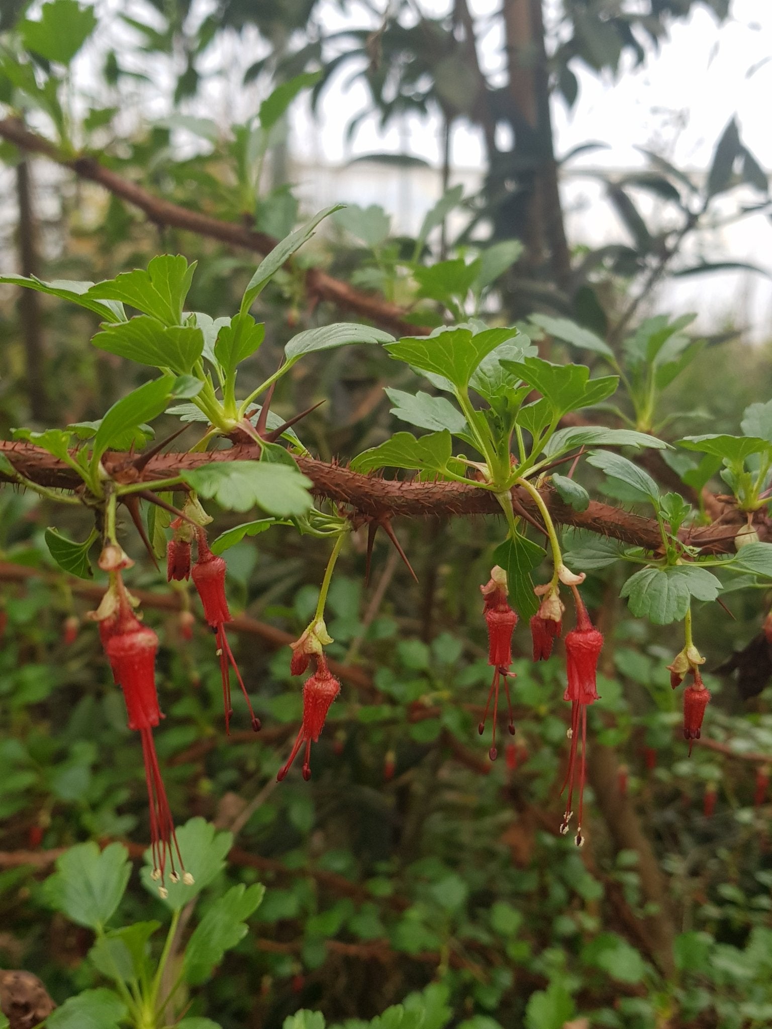 Ribes speciosus - Herrenkamper Gärten - Pflanzenraritäten