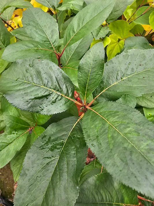 Aronia melanocarpa 'Rubina'