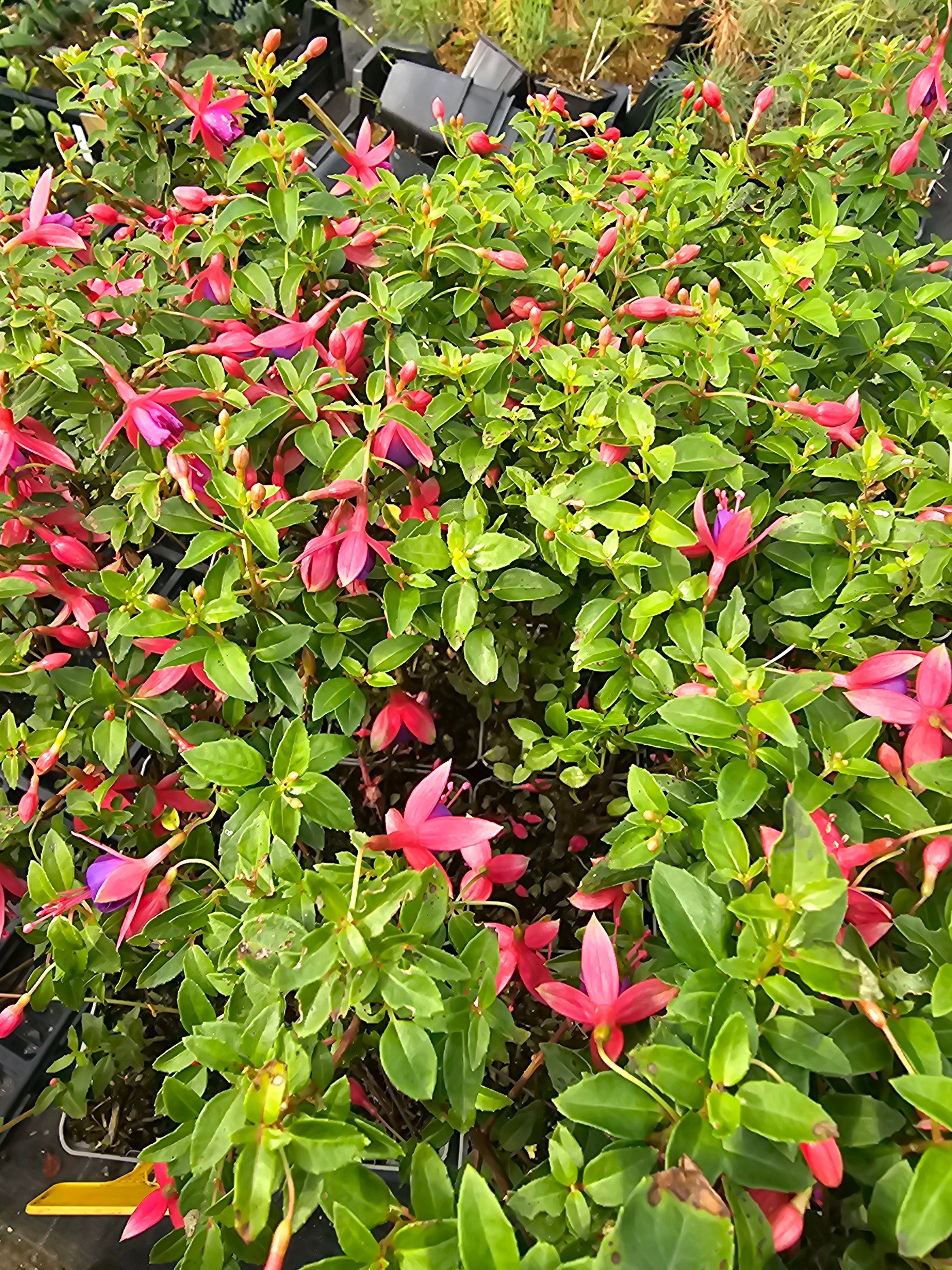 Fuchsia 'Kleiner Däumling'