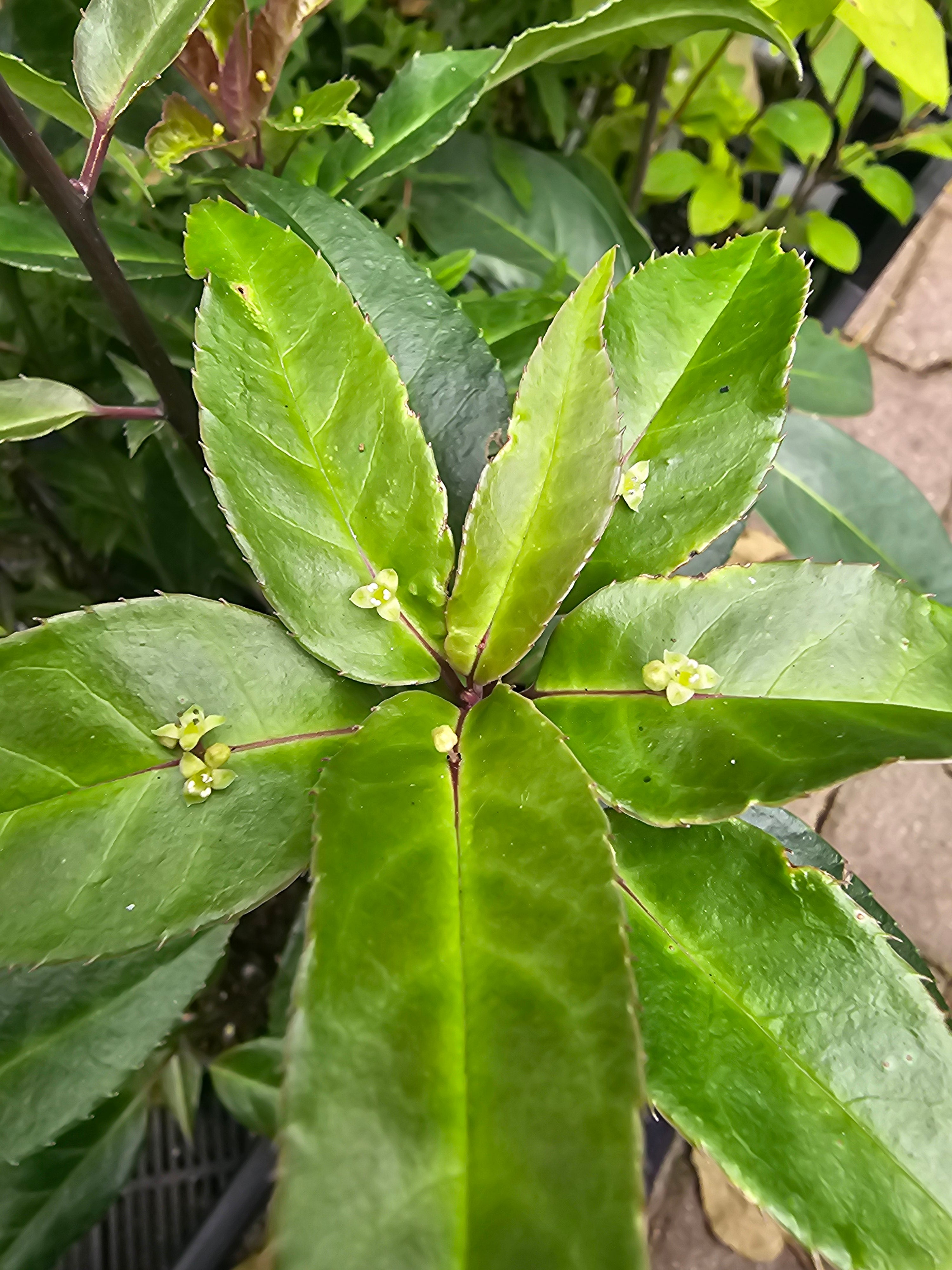 Helwingia chinensis 'Broad Leaf Form'