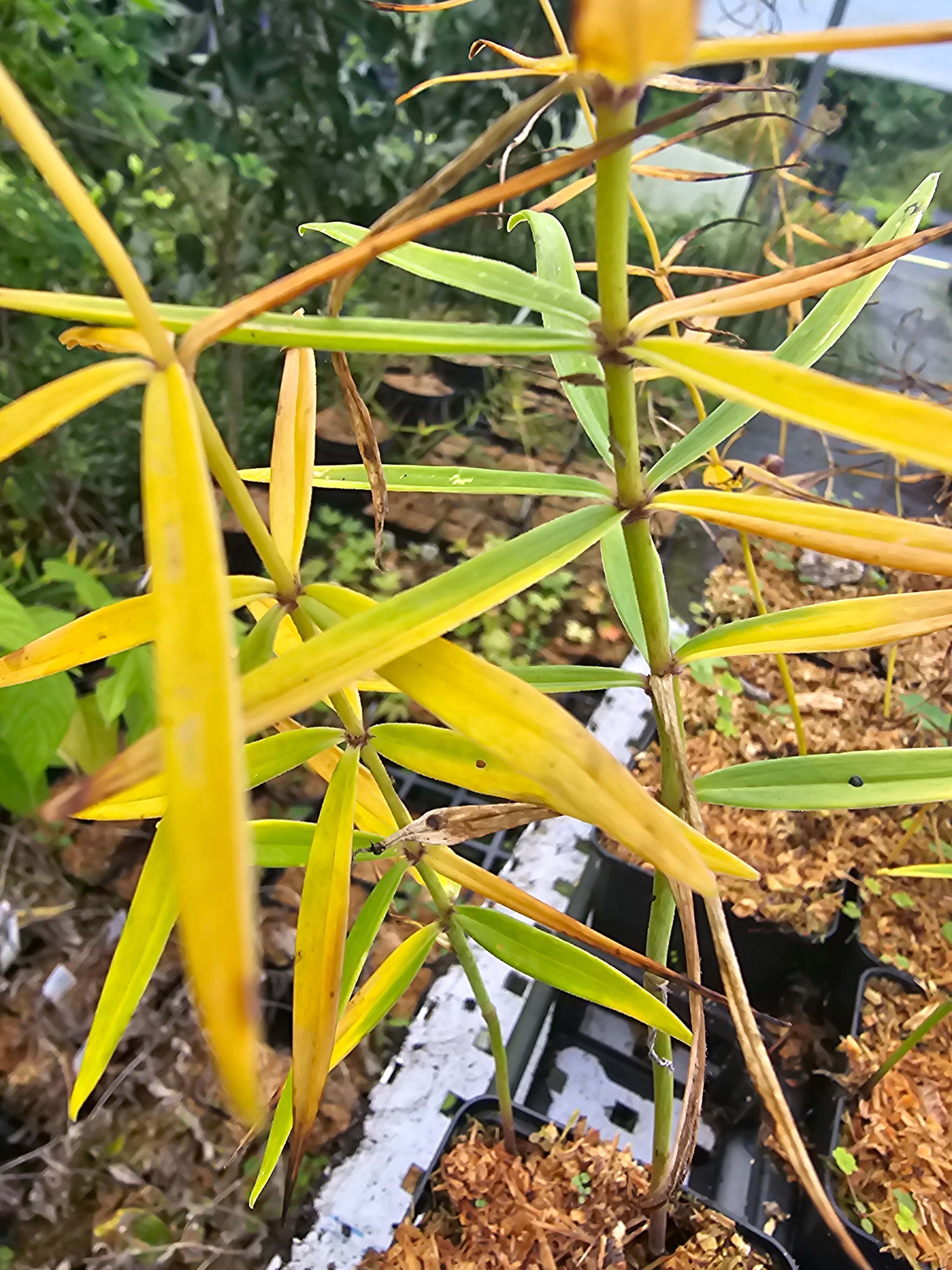 Polygonatum curvistylum