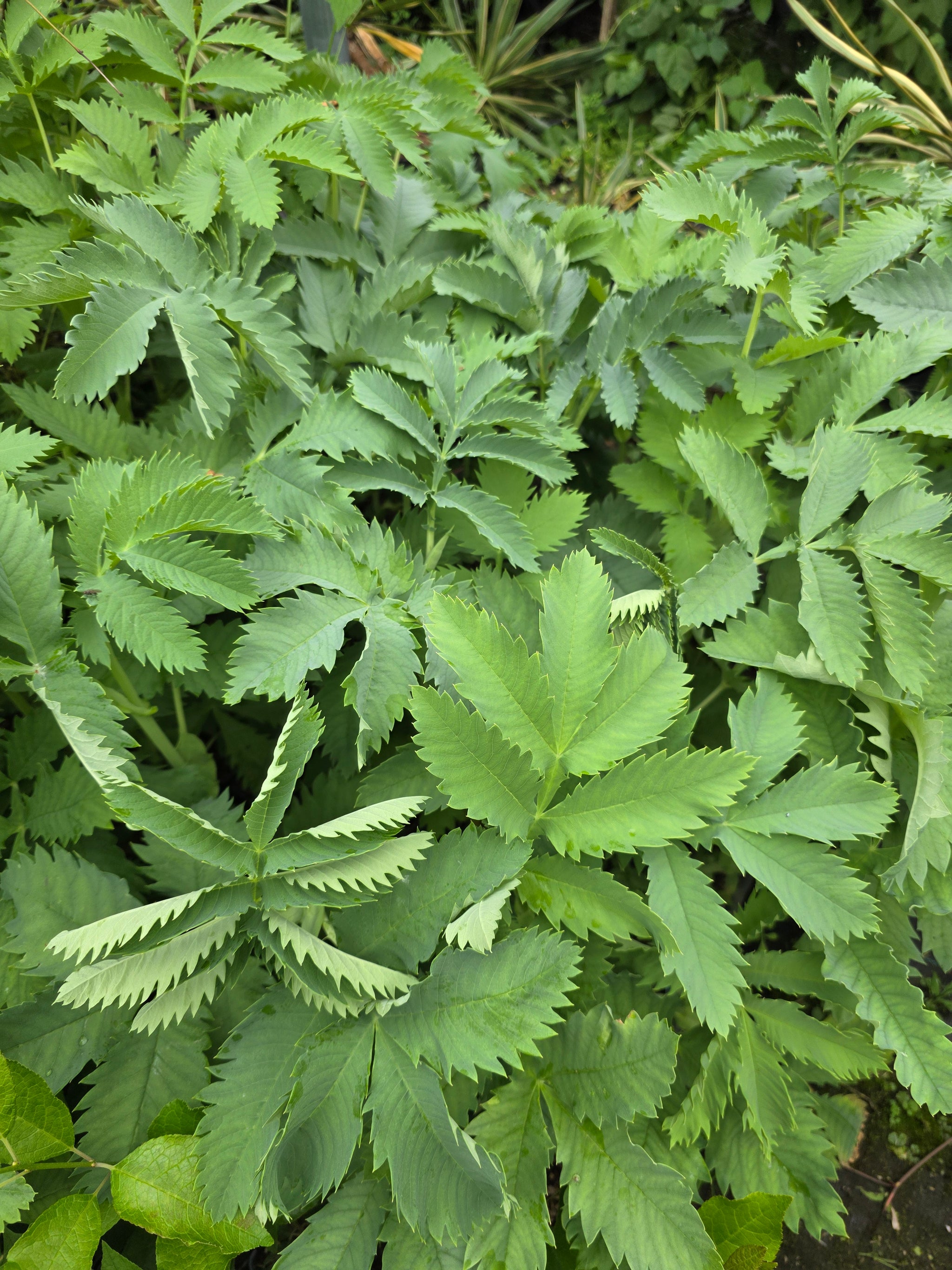 Melianthus major