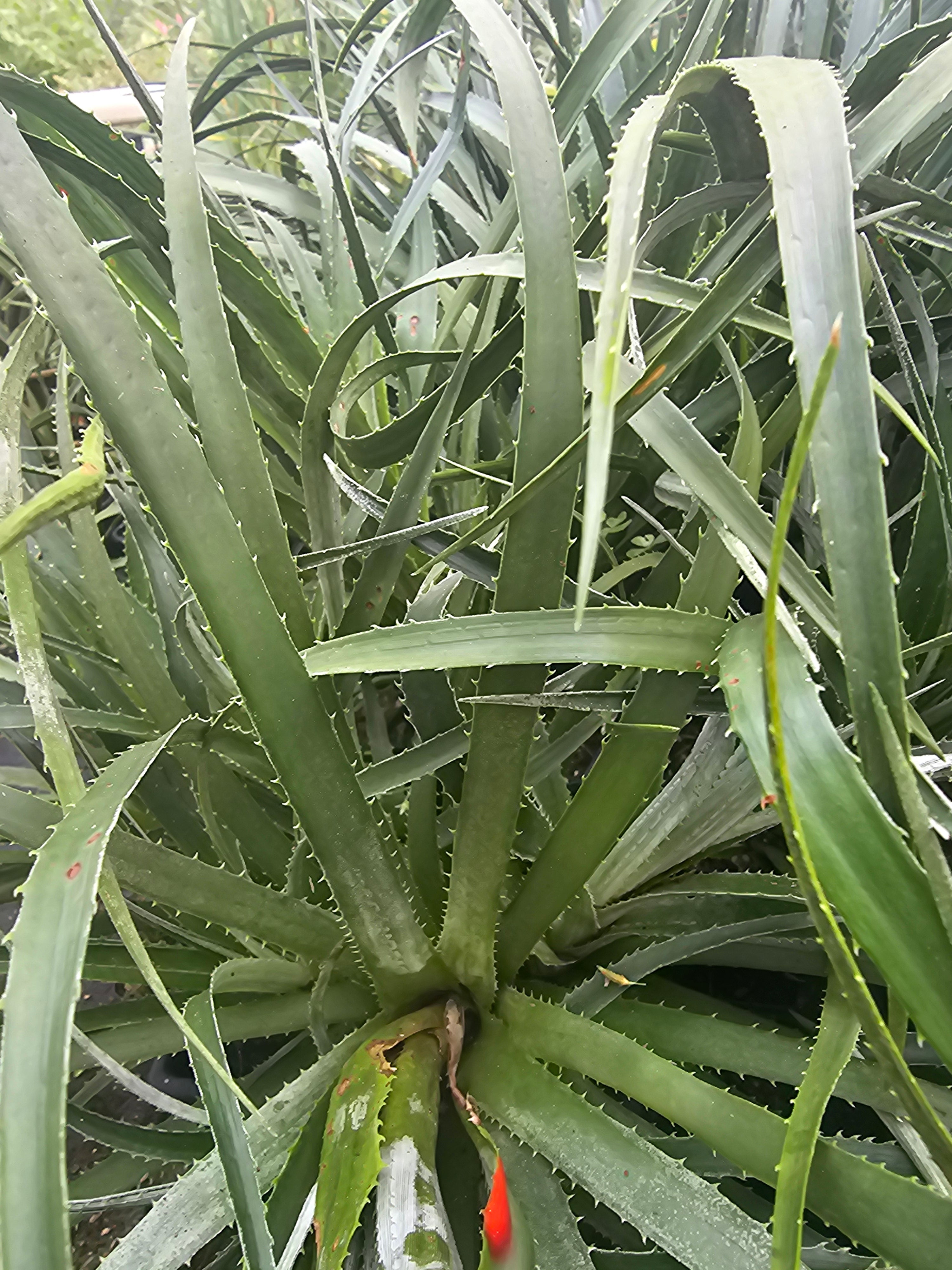 Fascicularia bicolor ssp.bicolor