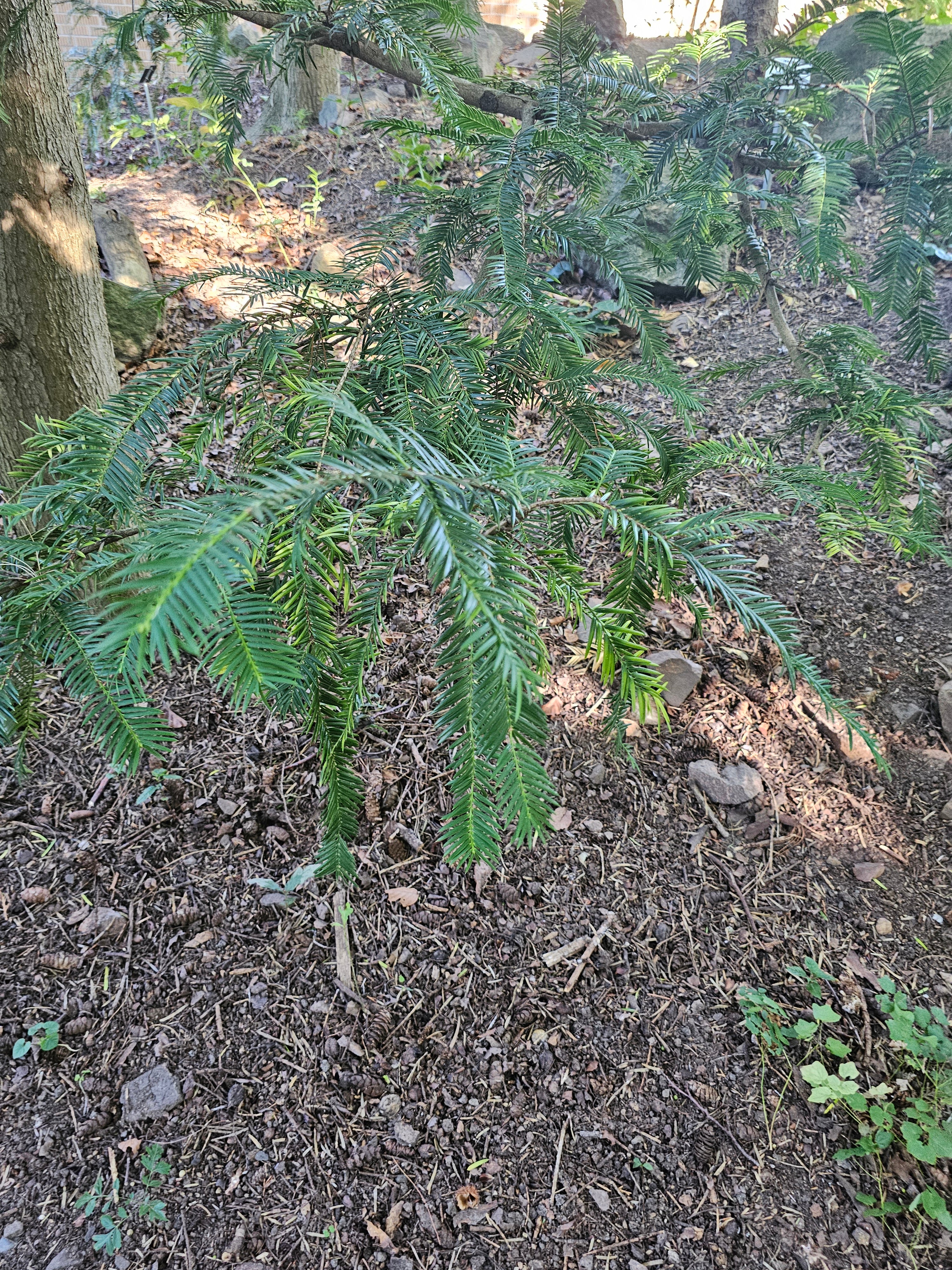 Torreya californica