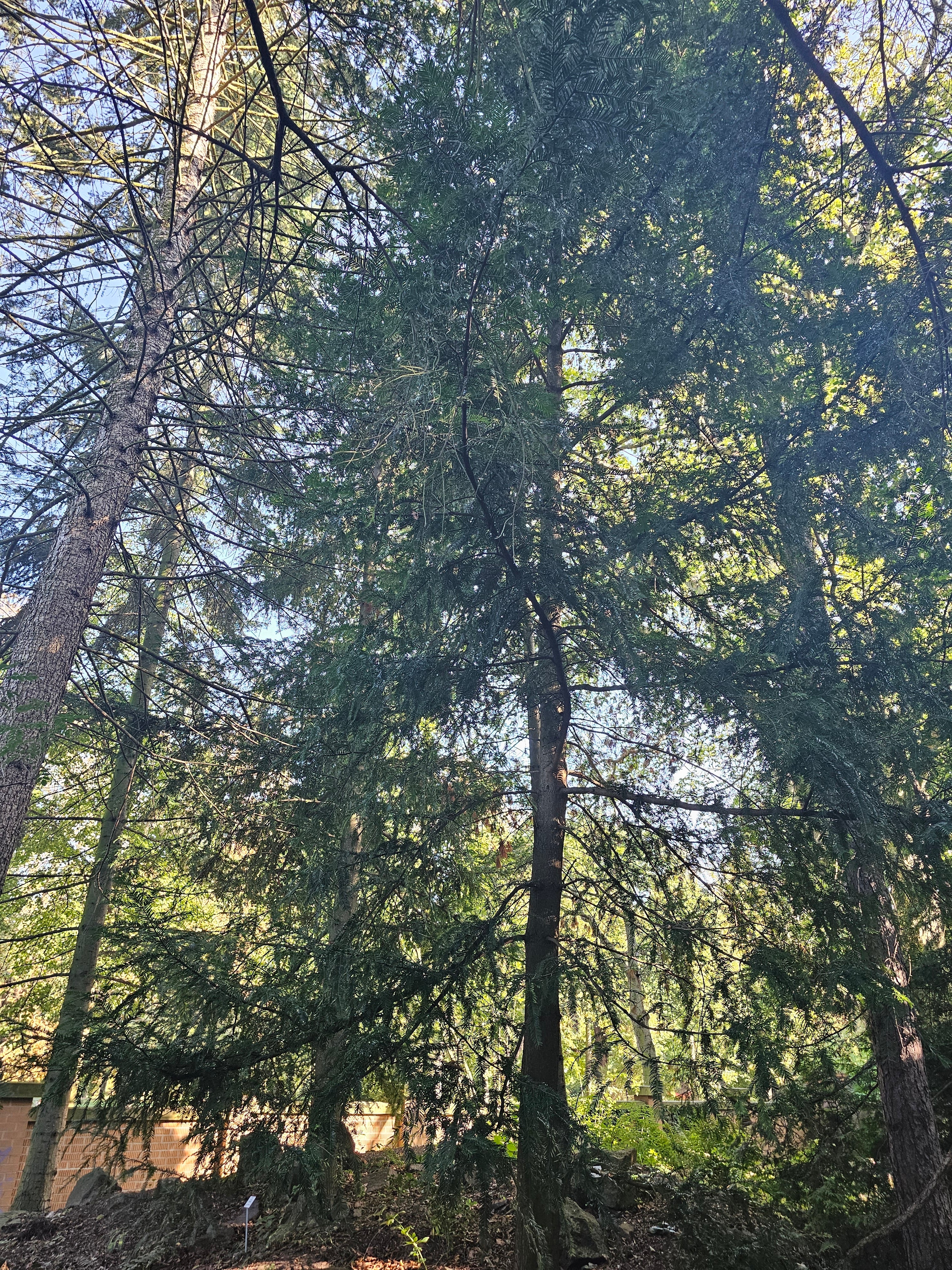 Torreya californica