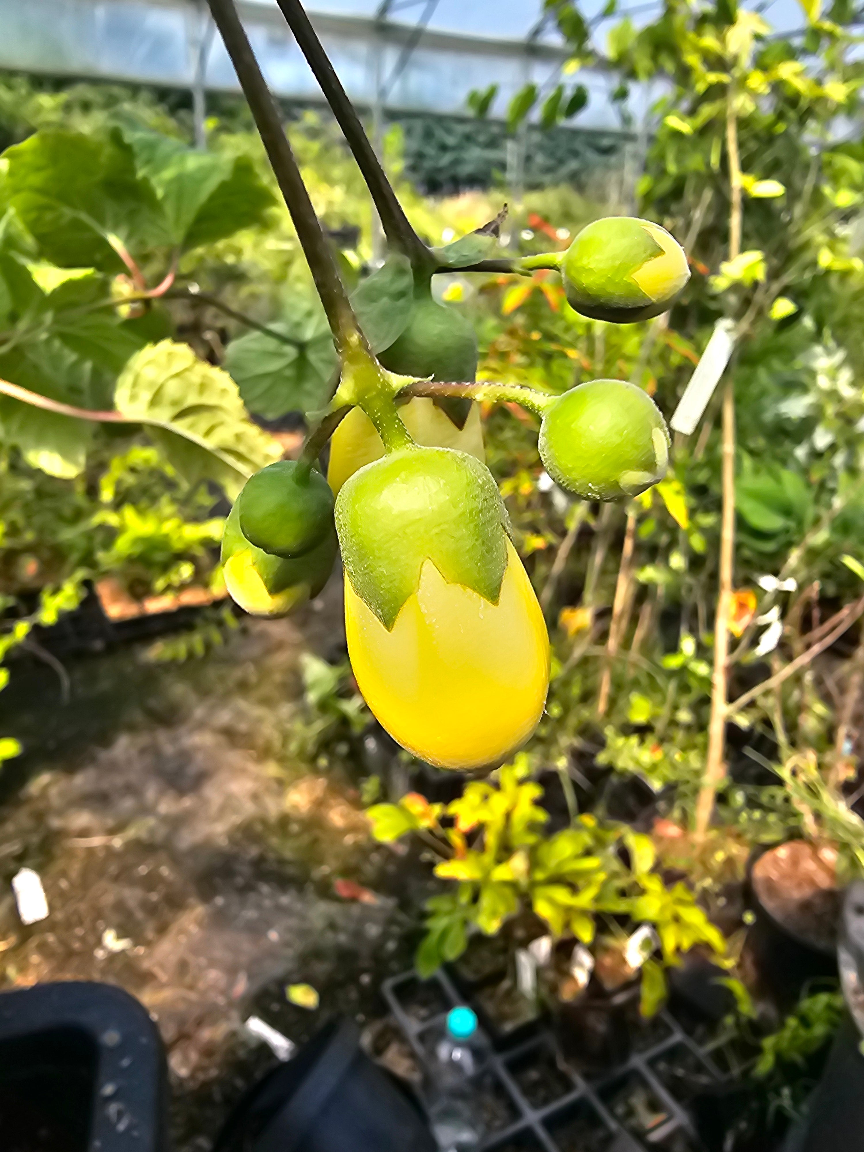 Kirengeshoma koreana (palmata)