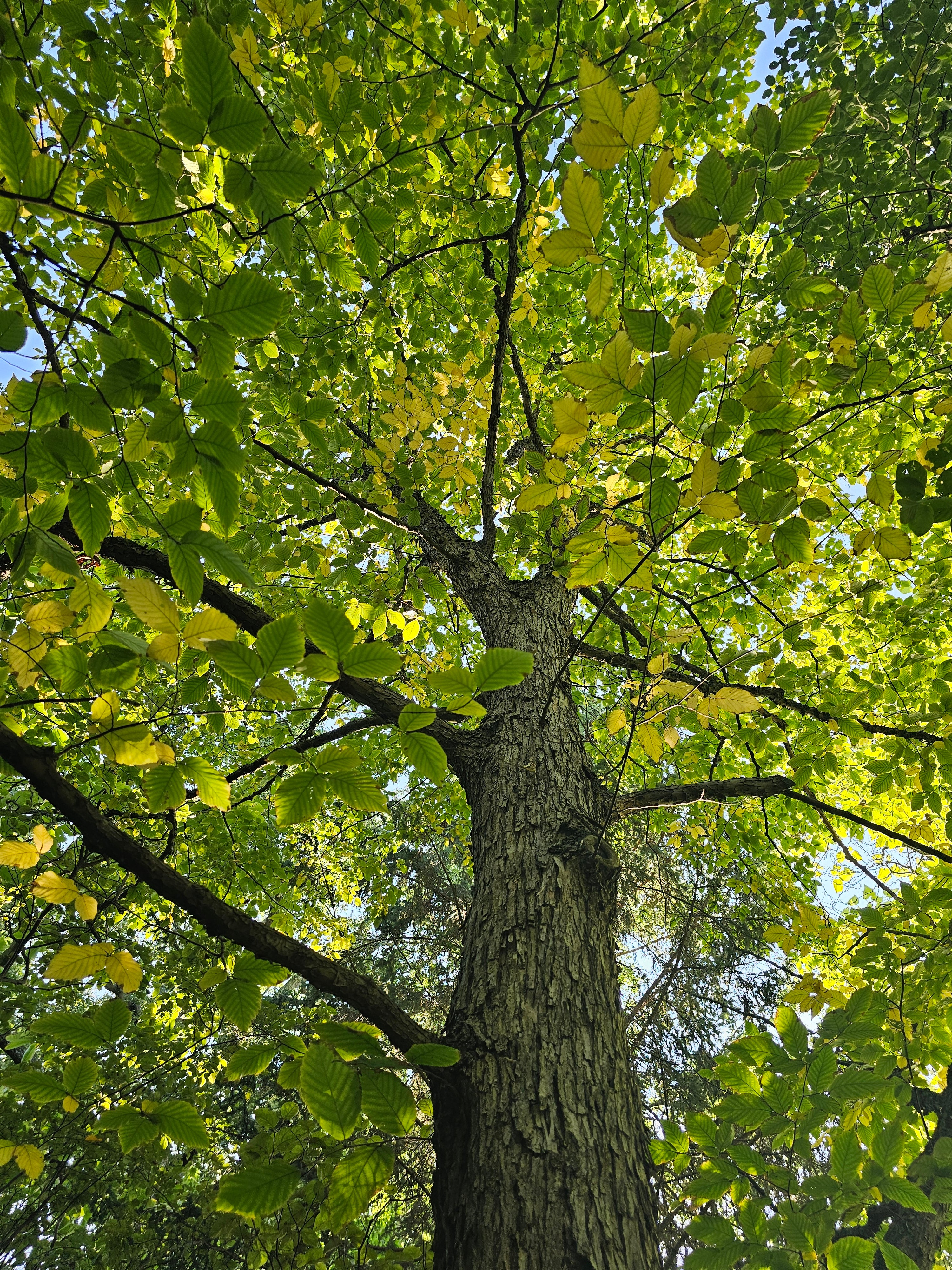 Ostrya virginiana