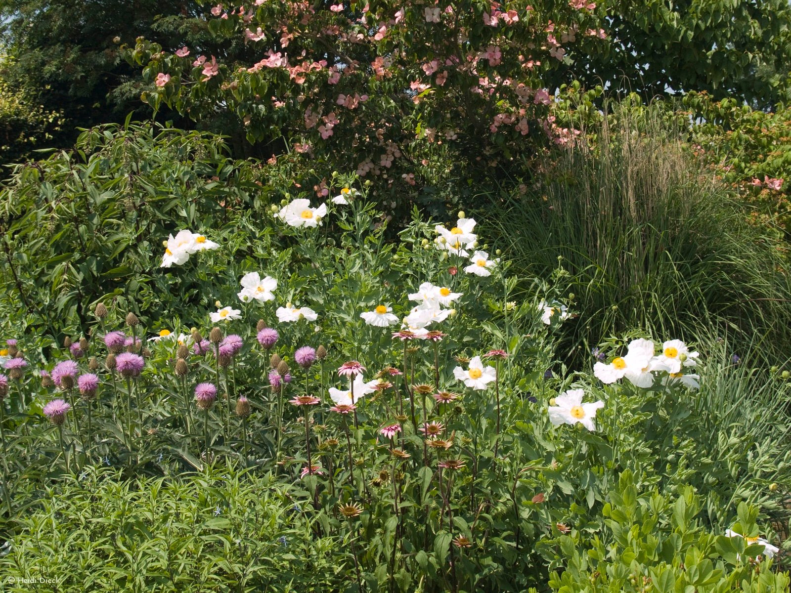 Romneya coulteri - Herrenkamper Gärten - Pflanzenraritäten