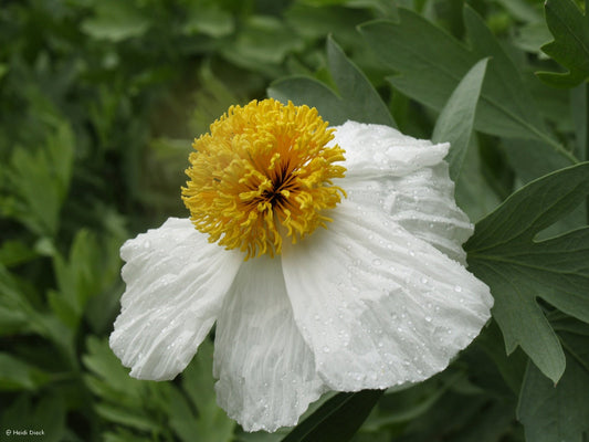 Romneya coulteri - Herrenkamper Gärten - Pflanzenraritäten