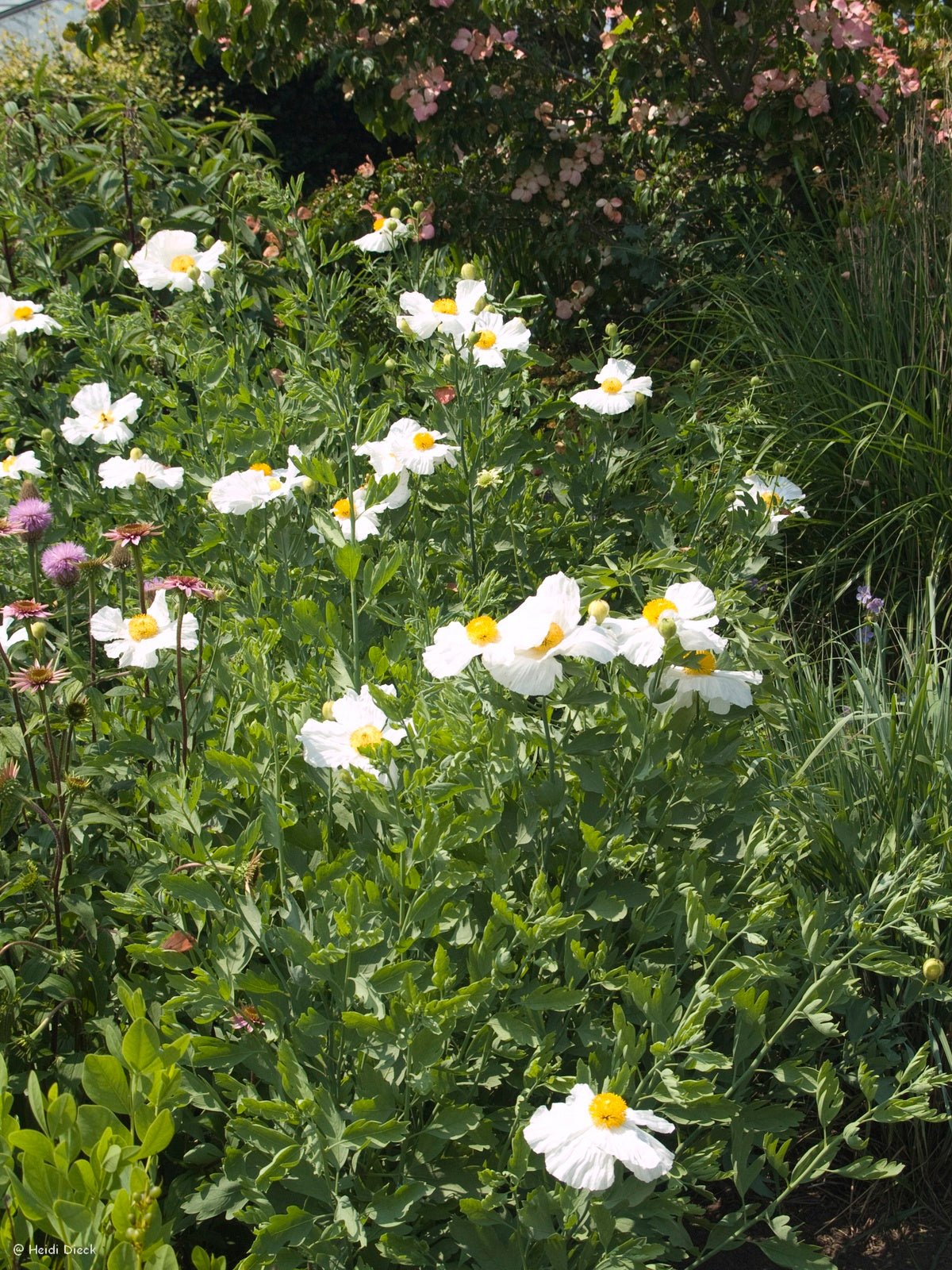 Romneya coulteri - Herrenkamper Gärten - Pflanzenraritäten