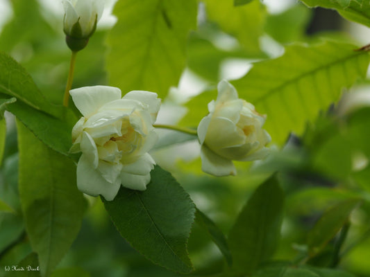 Rosa banksiae 'Alba Plena' - Herrenkamper Gärten - Pflanzenraritäten