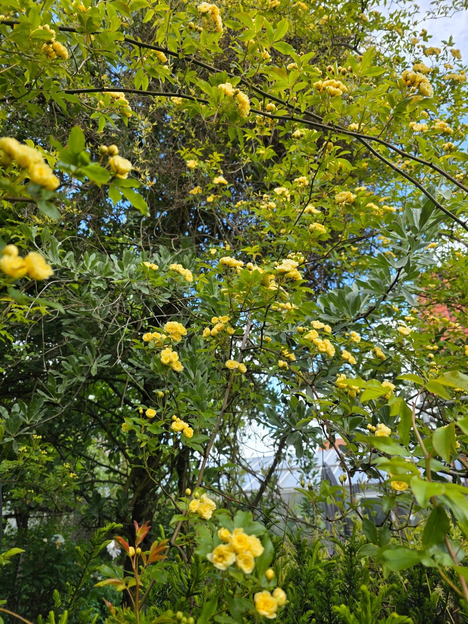 Rosa banksiae 'Lutea' - Herrenkamper Gärten - Pflanzenraritäten