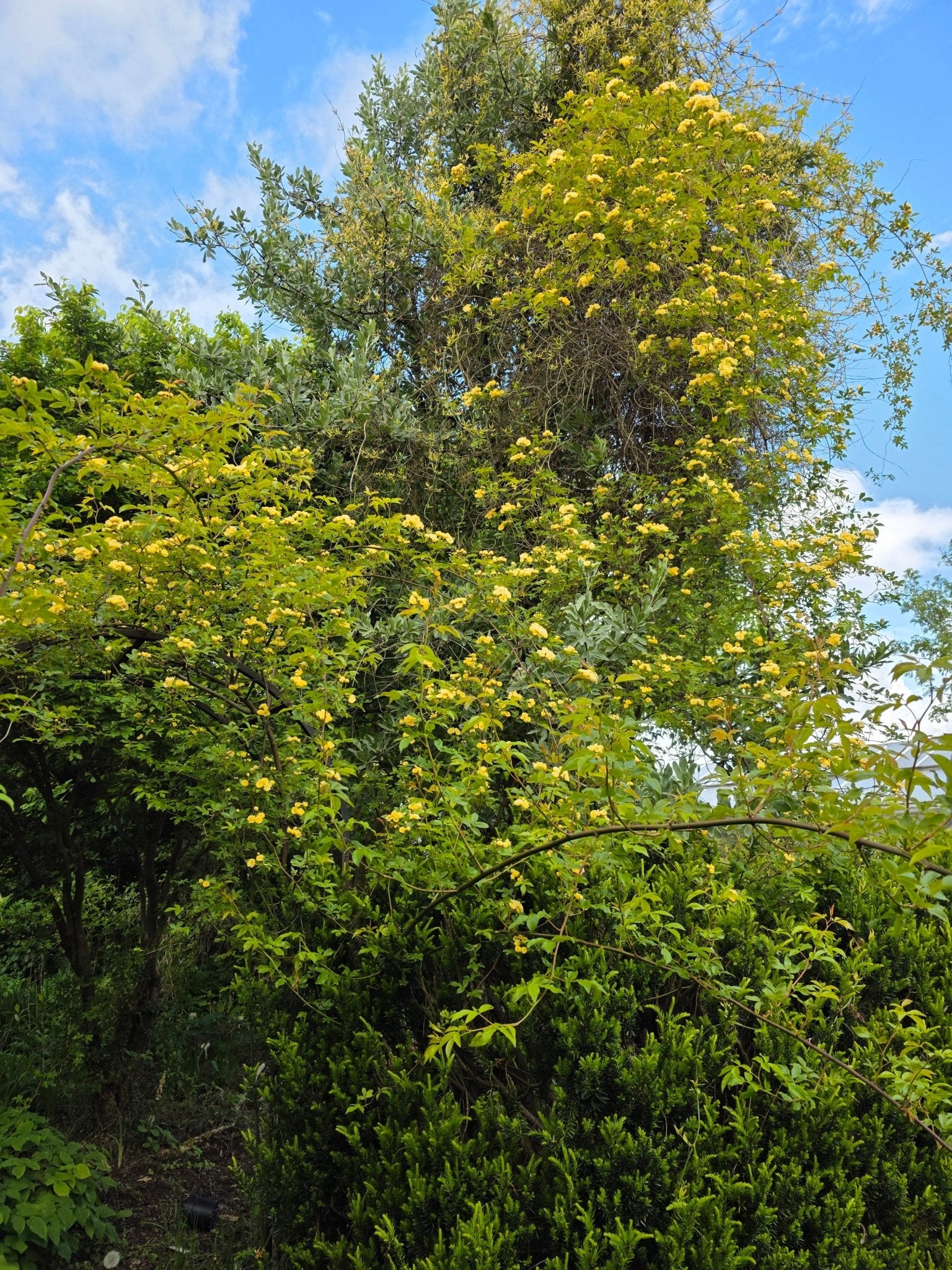 Rosa banksiae 'Lutea' - Herrenkamper Gärten - Pflanzenraritäten