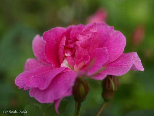 Rosa californica 'Plena' - Herrenkamper Gärten - Pflanzenraritäten