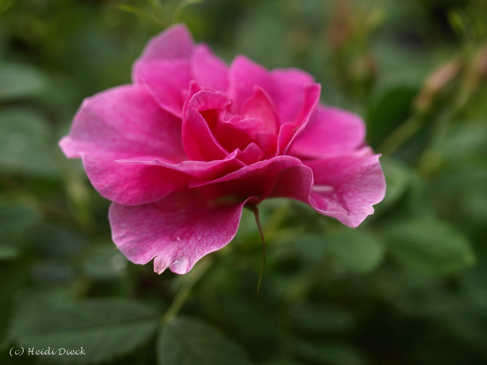 Rosa californica 'Plena' - Herrenkamper Gärten - Pflanzenraritäten