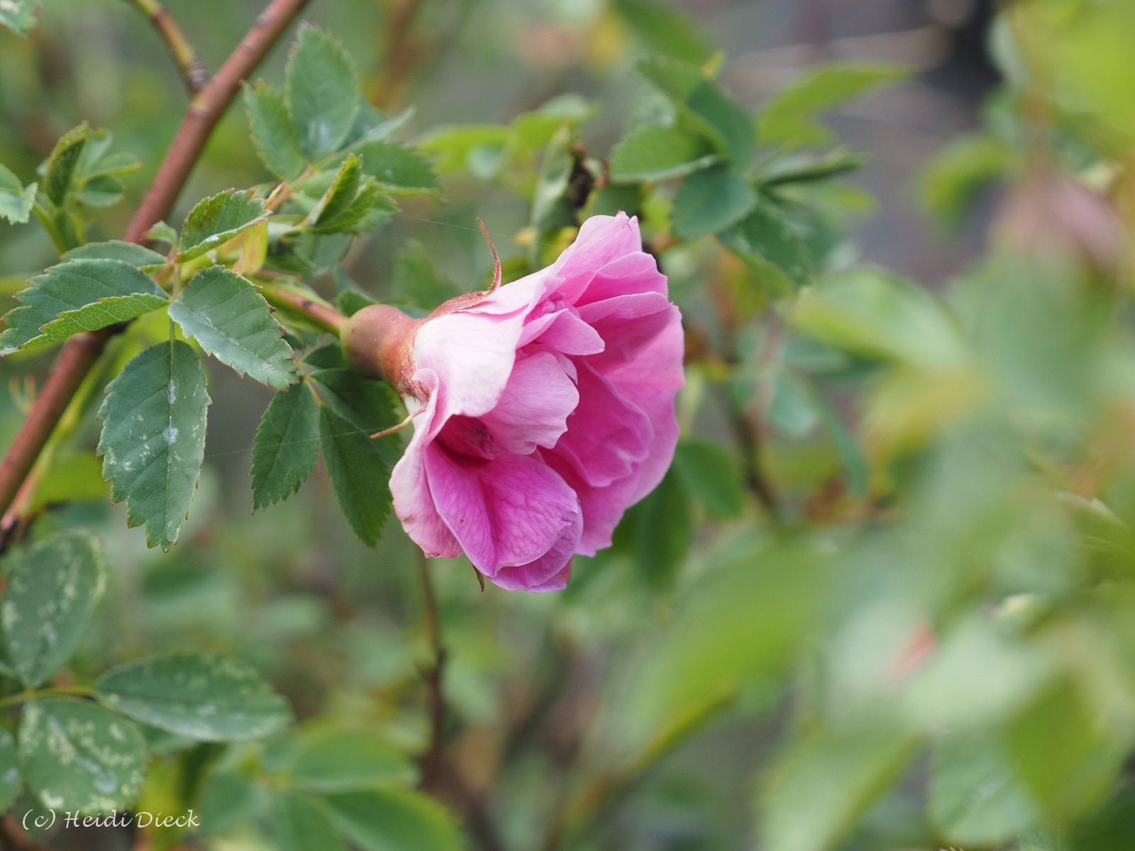 Rosa californica 'Plena' - Herrenkamper Gärten - Pflanzenraritäten