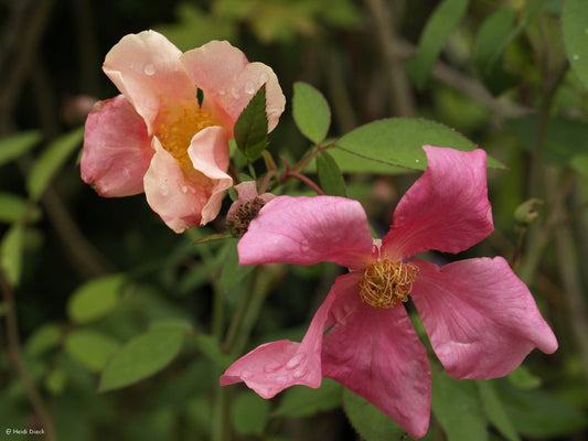 Rosa chinensis var. mutabilis - Herrenkamper Gärten - Pflanzenraritäten