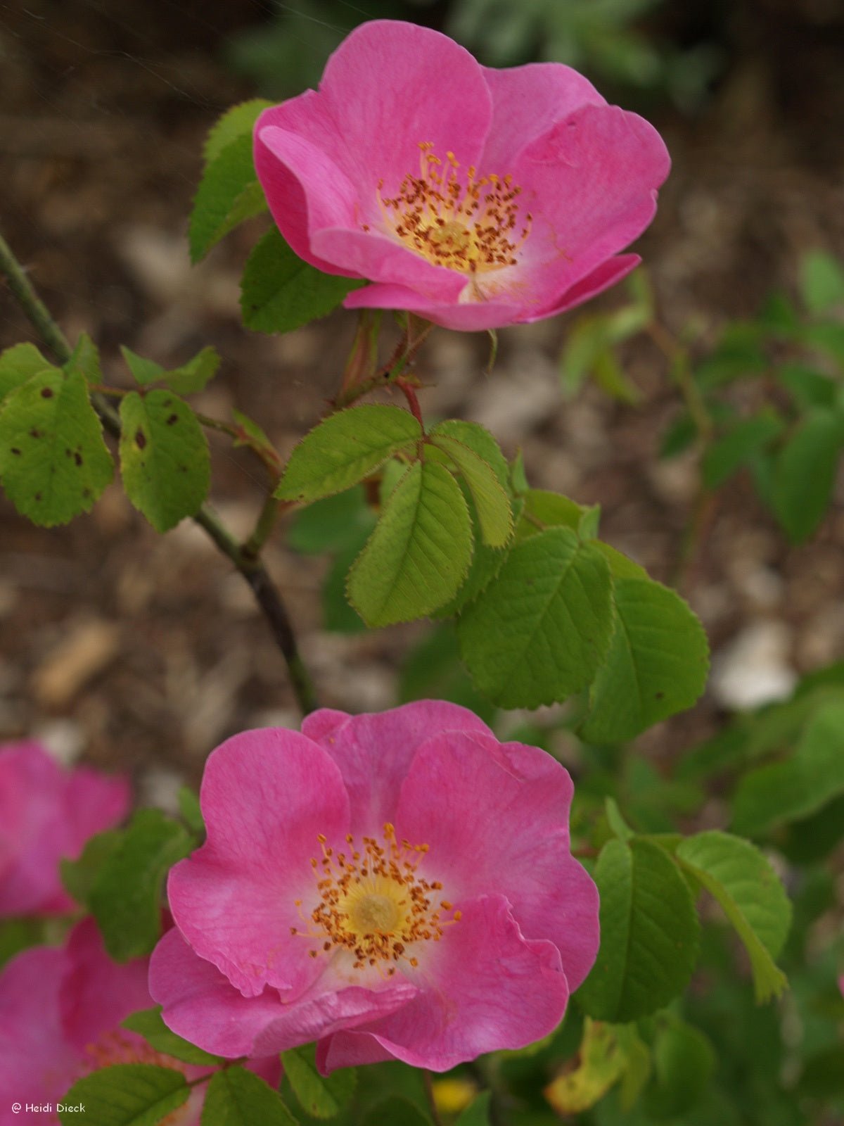 Rosa gallica officinalis - Herrenkamper Gärten - Pflanzenraritäten