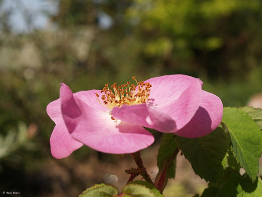 Rosa gallica officinalis - Herrenkamper Gärten - Pflanzenraritäten