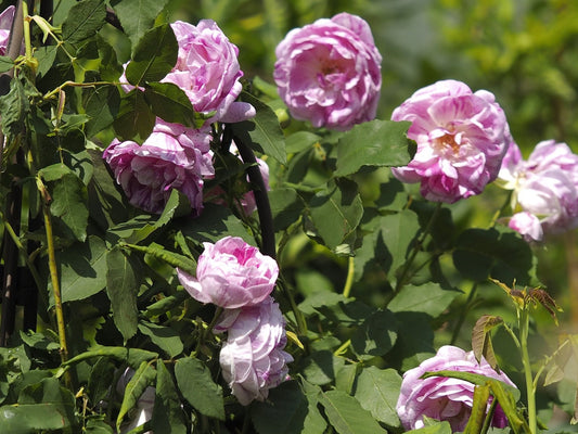 Rosa gallica 'Tricolore De Flandre' - Herrenkamper Gärten - Pflanzenraritäten