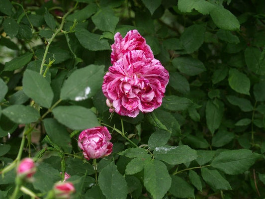 Rosa gallica 'Versicolor' - Herrenkamper Gärten - Pflanzenraritäten