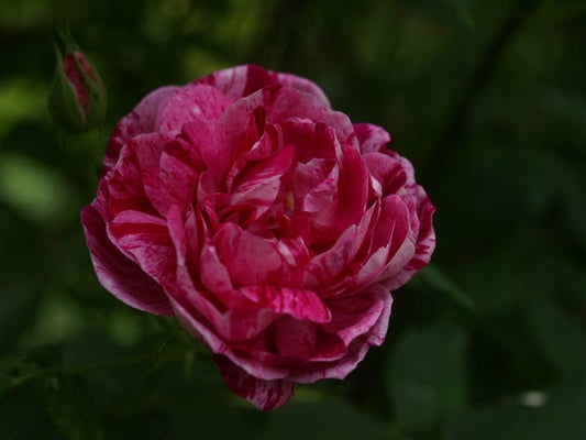 Rosa gallica 'Versicolor' - Herrenkamper Gärten - Pflanzenraritäten