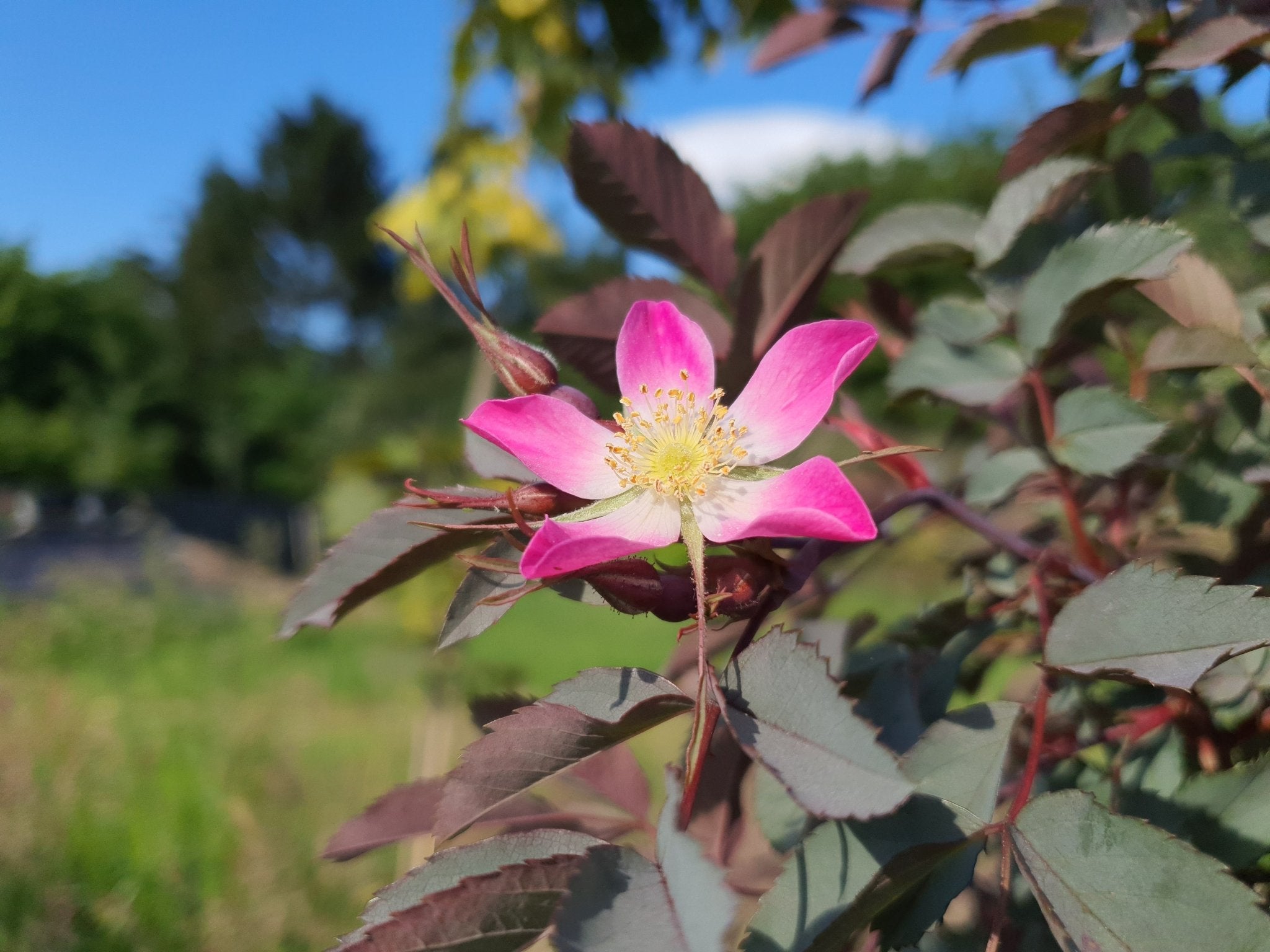 Rosa glauca - Herrenkamper Gärten - Pflanzenraritäten