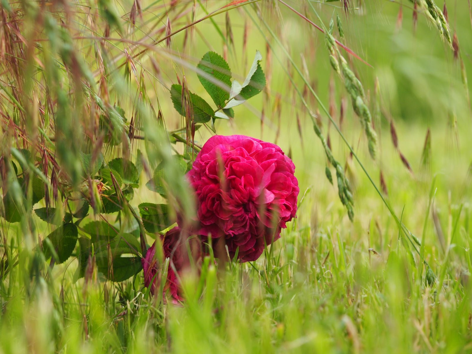 Rosa hybr. 'Charles de Mill' - Herrenkamper Gärten - Pflanzenraritäten