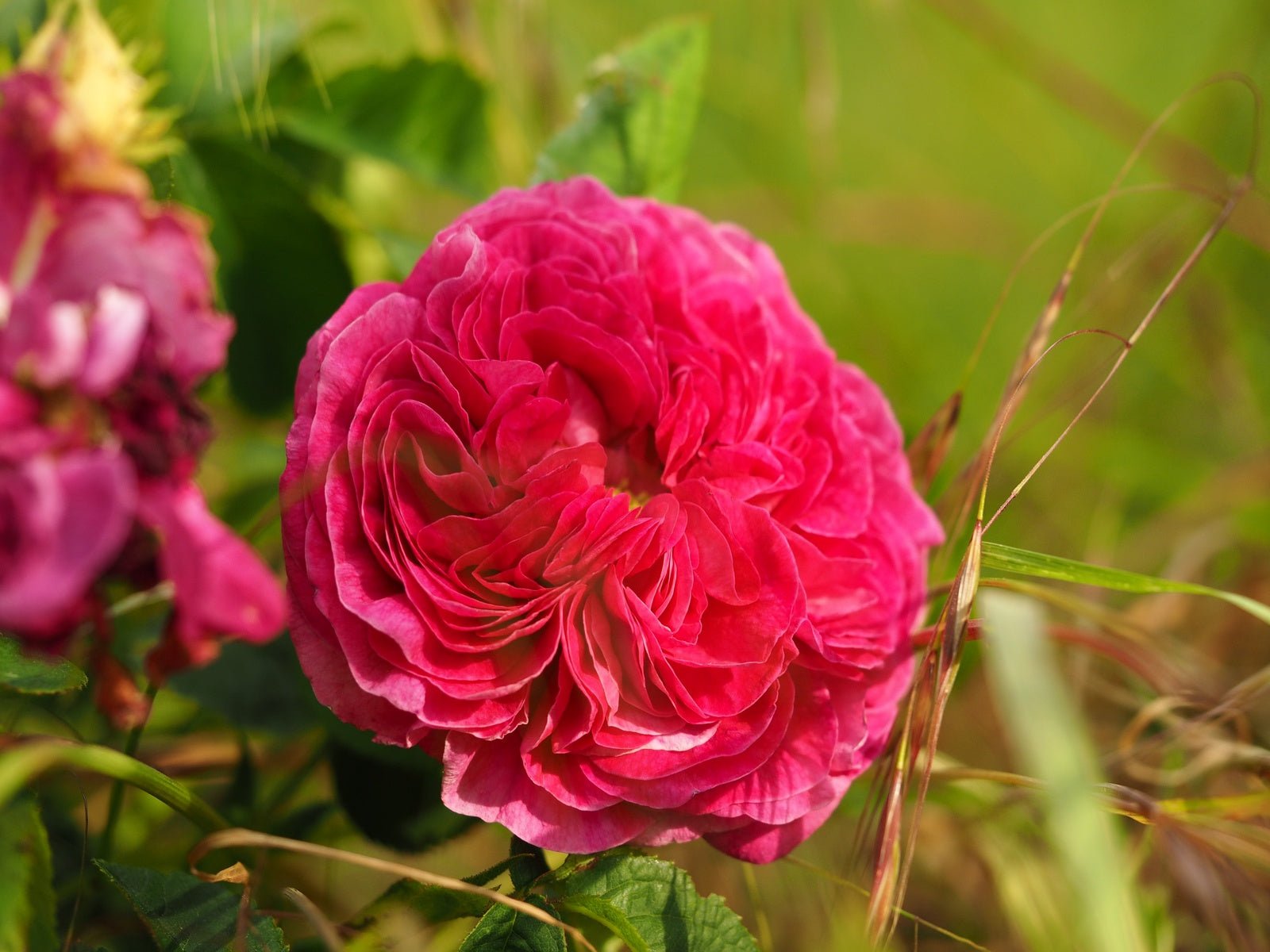 Rosa hybr. 'Charles de Mill' - Herrenkamper Gärten - Pflanzenraritäten