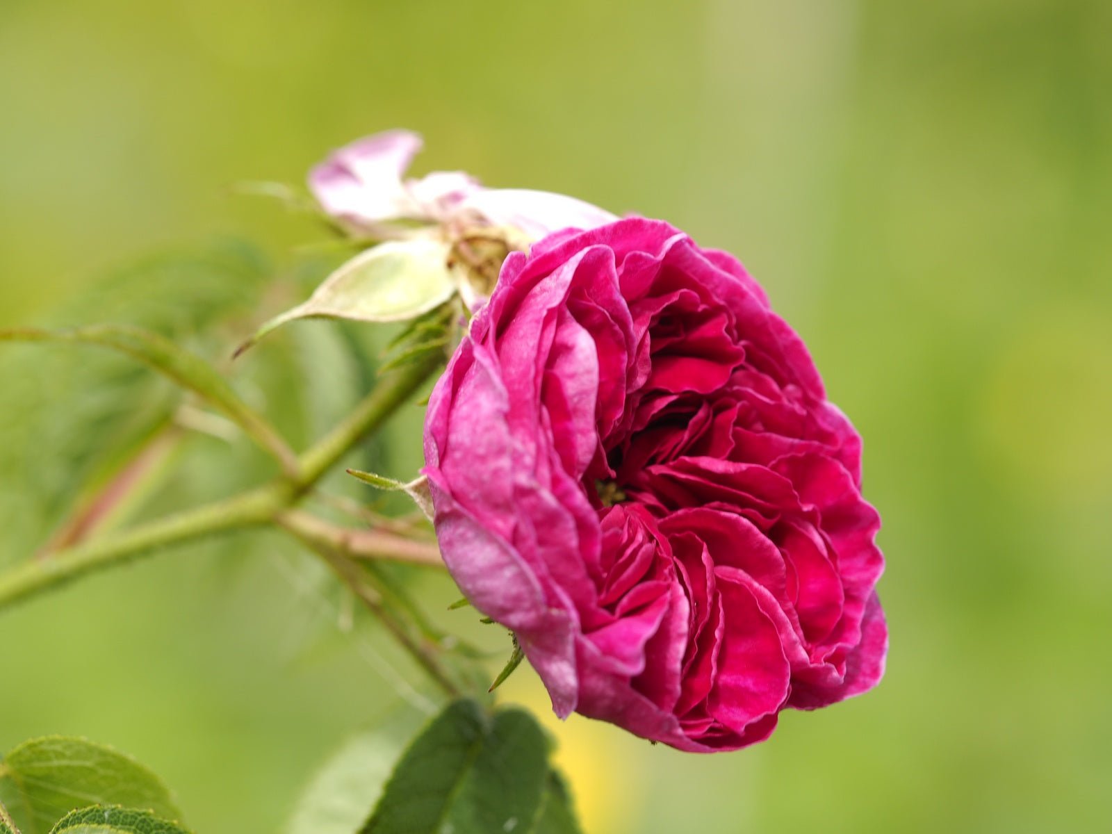 Rosa hybr. 'Charles de Mill' - Herrenkamper Gärten - Pflanzenraritäten