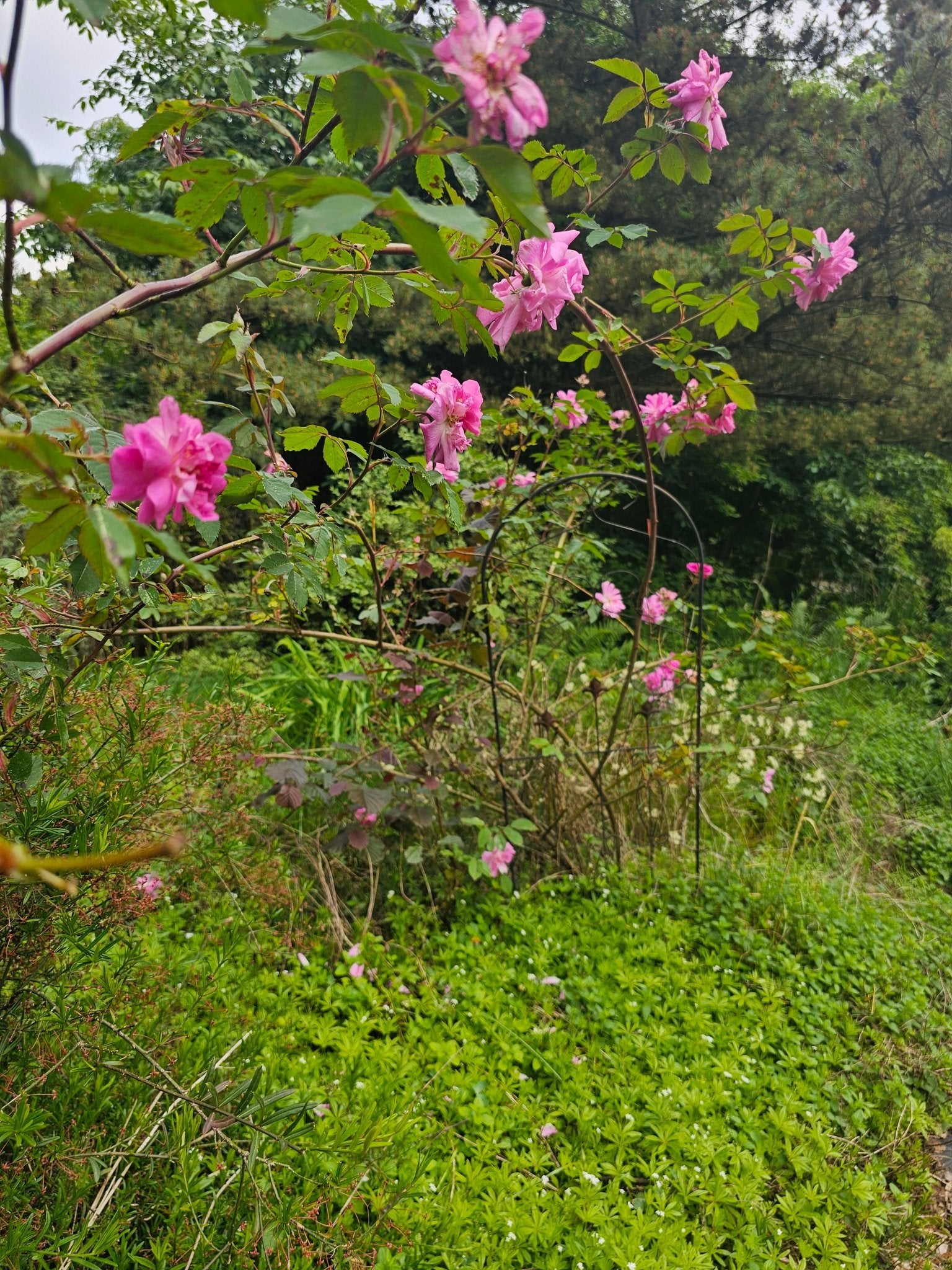 Rosa inermis 'Morletti' - Herrenkamper Gärten - Pflanzenraritäten