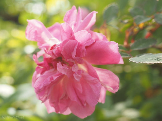 Rosa inermis 'Morletti' - Herrenkamper Gärten - Pflanzenraritäten