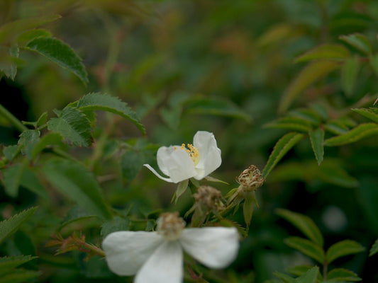 Rosa luciae FRANCH. et ROCHEBR. var. onoei - Herrenkamper Gärten - Pflanzenraritäten