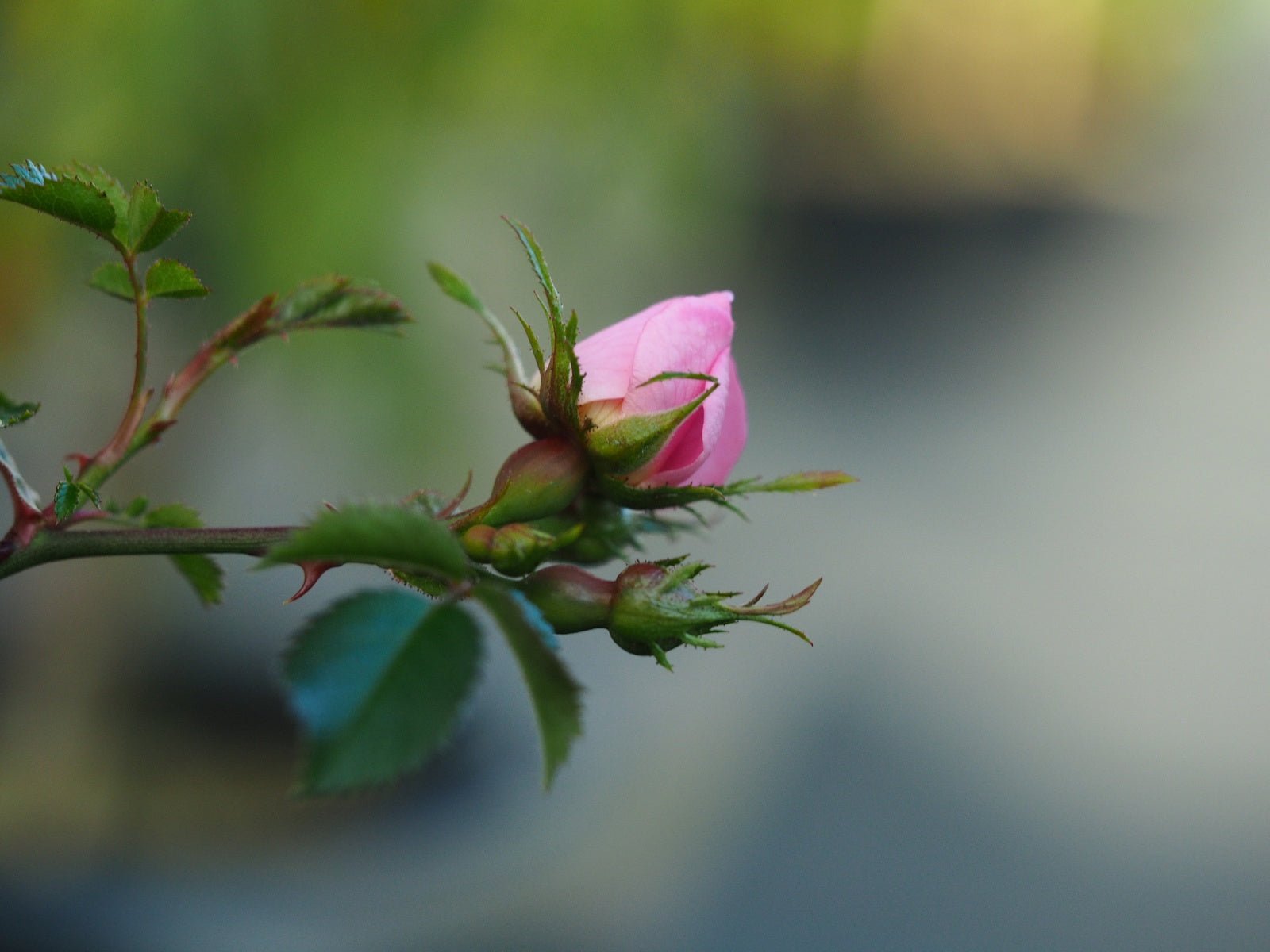 Rosa multiflora adenocheata - Herrenkamper Gärten - Pflanzenraritäten