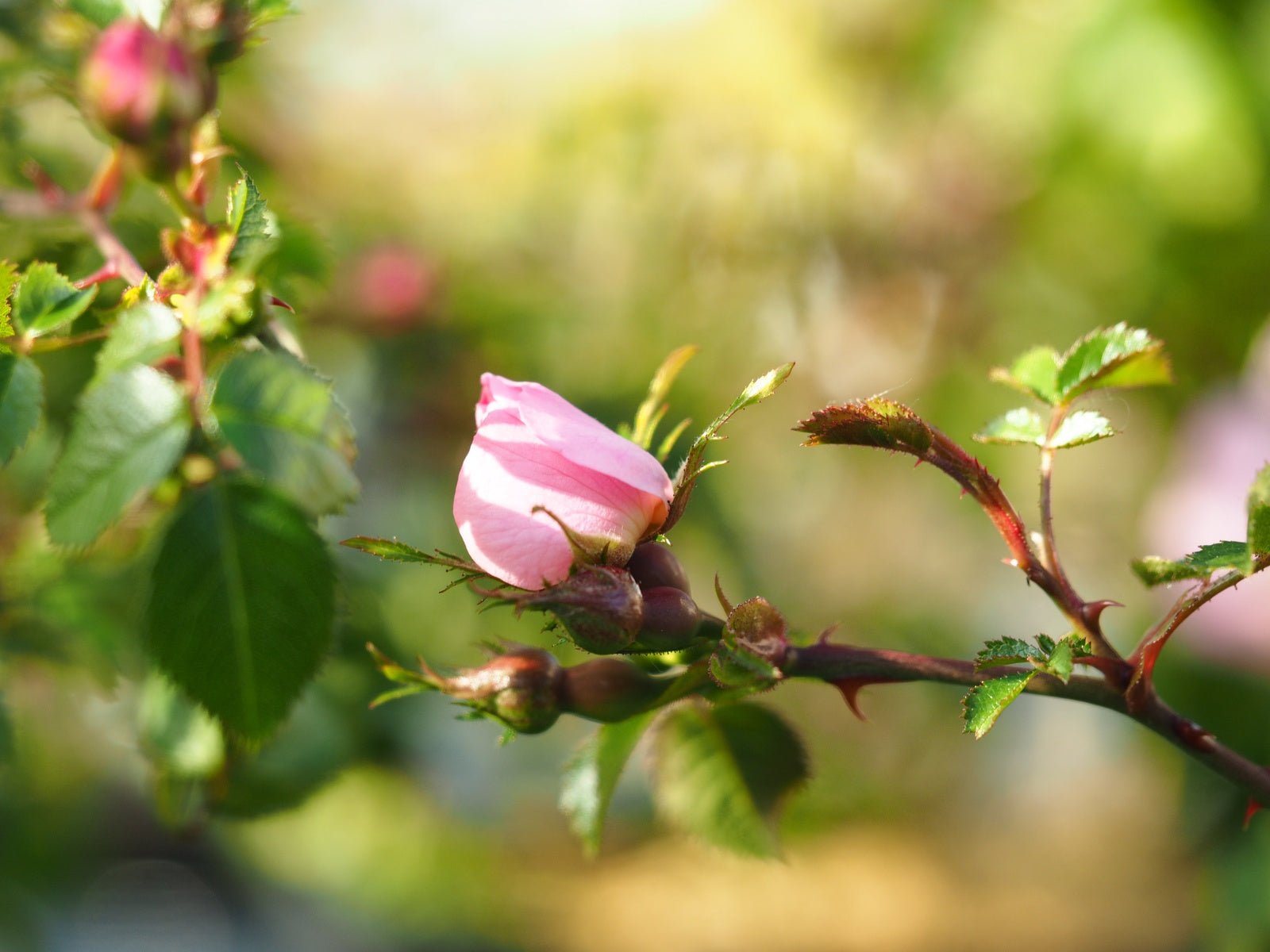 Rosa multiflora adenocheata - Herrenkamper Gärten - Pflanzenraritäten