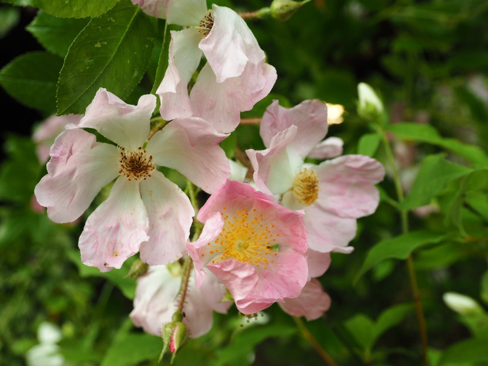 Rosa multiflora adenocheata - Herrenkamper Gärten - Pflanzenraritäten