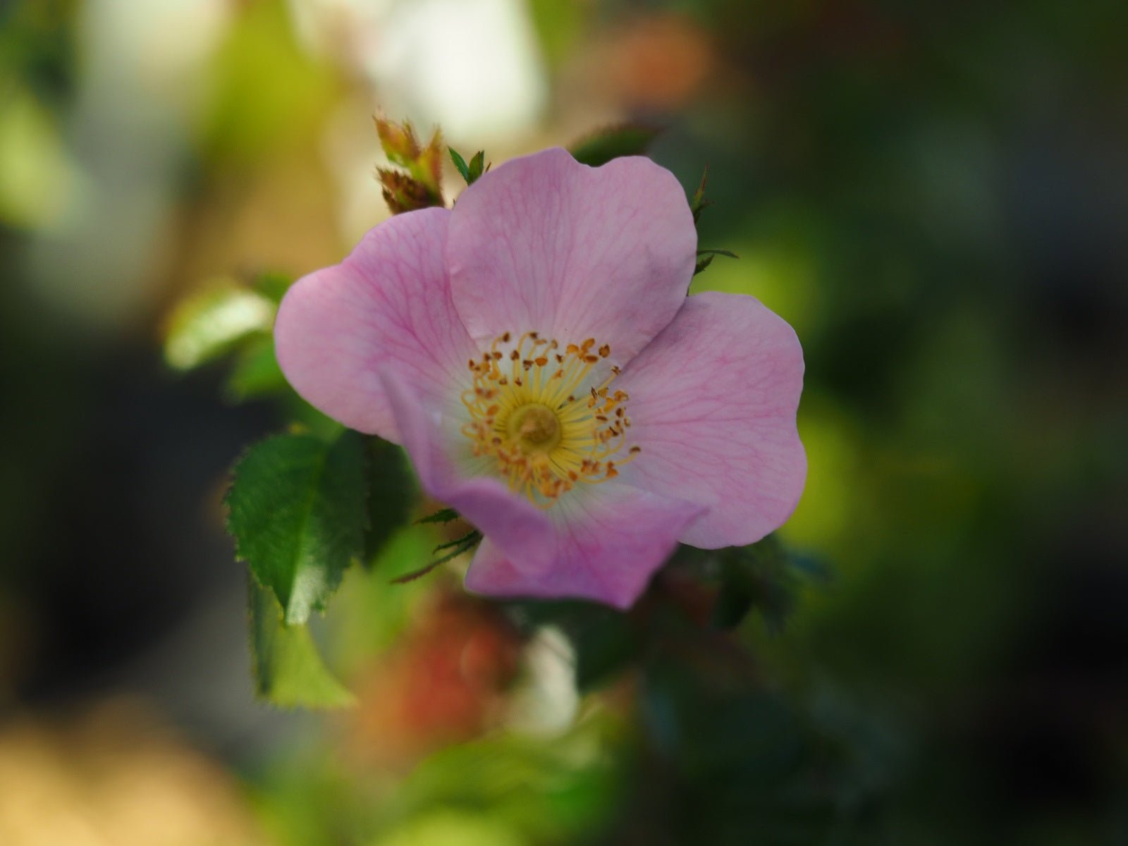 Rosa multiflora adenocheata - Herrenkamper Gärten - Pflanzenraritäten