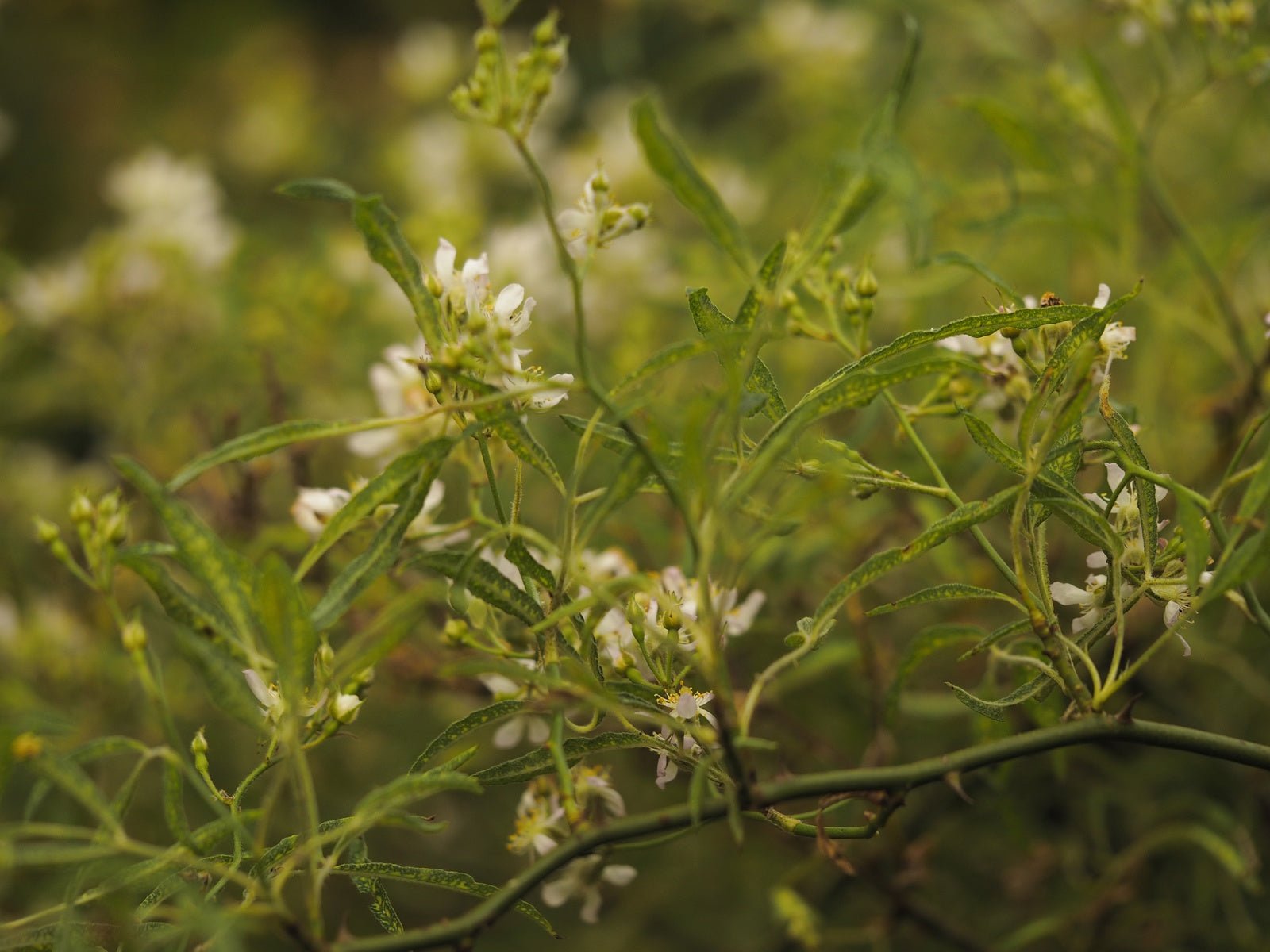 Rosa multiflora 'Watsoniana' - Herrenkamper Gärten - Pflanzenraritäten