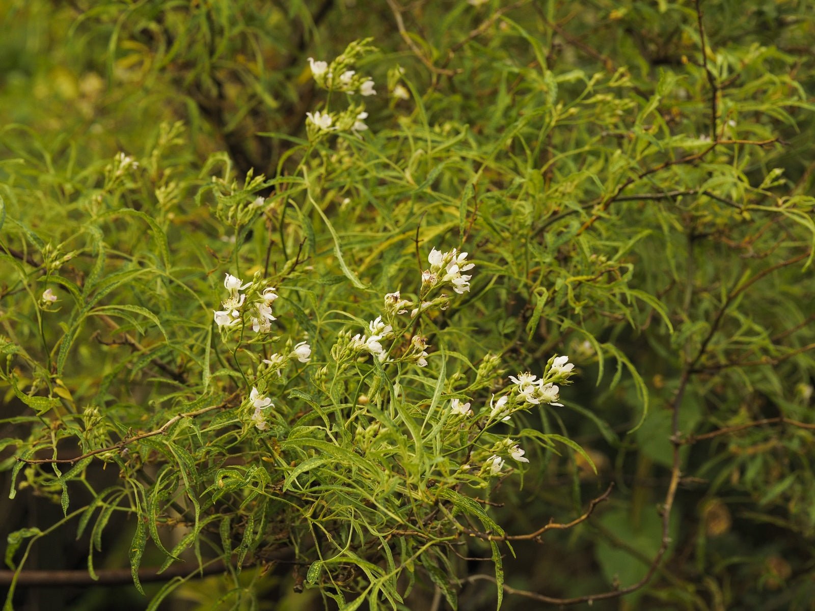 Rosa multiflora 'Watsoniana' - Herrenkamper Gärten - Pflanzenraritäten