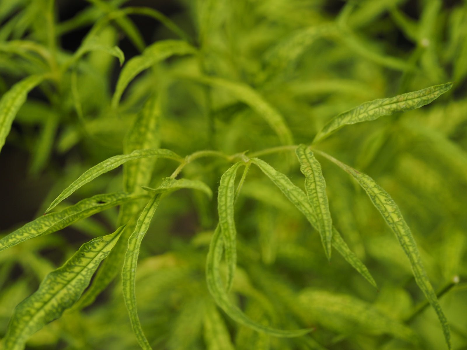 Rosa multiflora 'Watsoniana' - Herrenkamper Gärten - Pflanzenraritäten