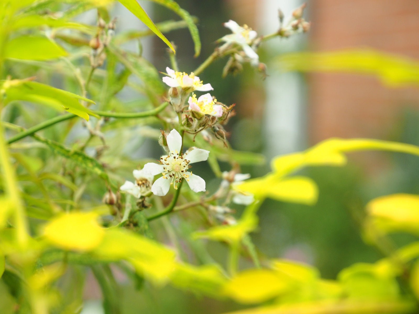 Rosa multiflora 'Watsoniana' - Herrenkamper Gärten - Pflanzenraritäten