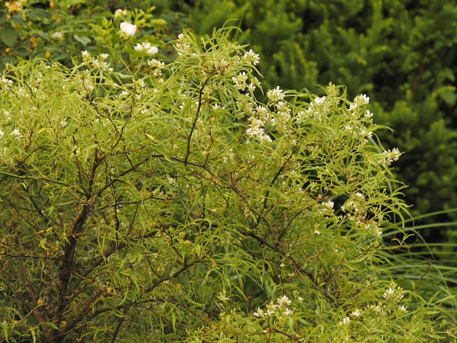 Rosa multiflora 'Watsoniana' - Herrenkamper Gärten - Pflanzenraritäten