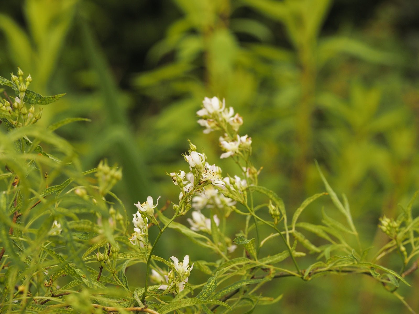 Rosa multiflora 'Watsoniana' - Herrenkamper Gärten - Pflanzenraritäten