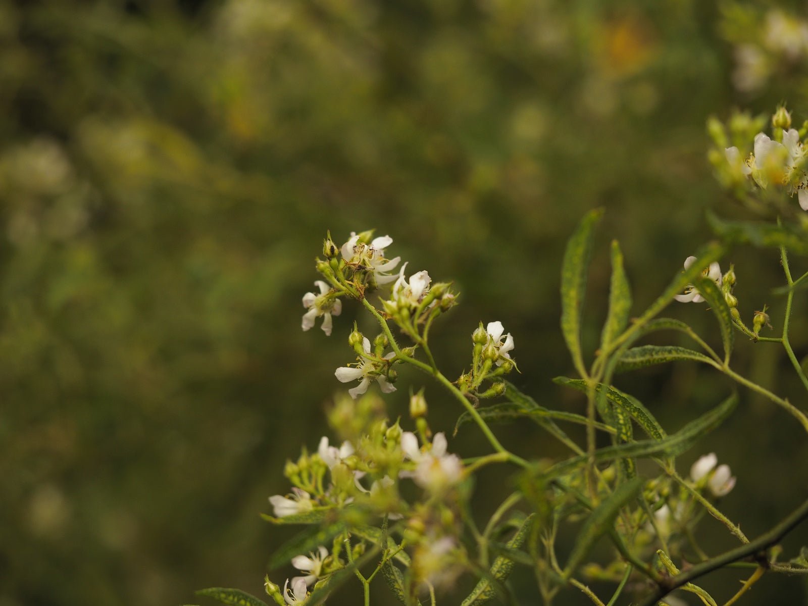 Rosa multiflora 'Watsoniana' - Herrenkamper Gärten - Pflanzenraritäten