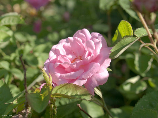 Rosa muscosa 'Centifolia' - Herrenkamper Gärten - Pflanzenraritäten