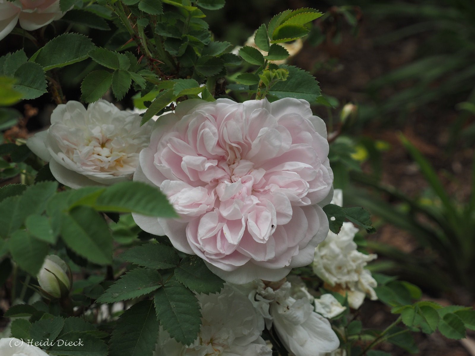 Rosa pimpinellifolia 'Stanwell Perpetual' - Herrenkamper Gärten - Pflanzenraritäten