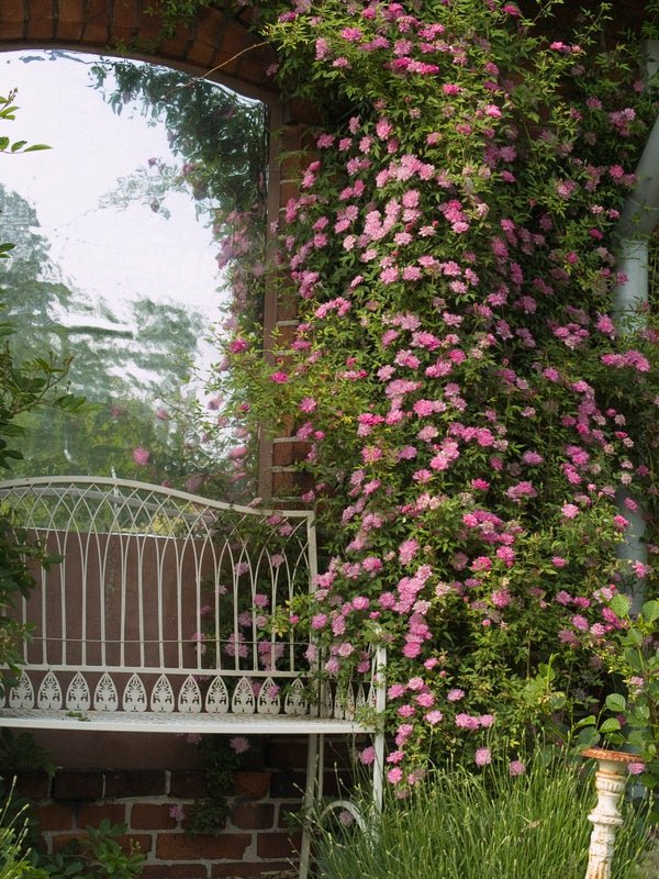 Rosa 'Pompon De Paris' - Herrenkamper Gärten - Pflanzenraritäten