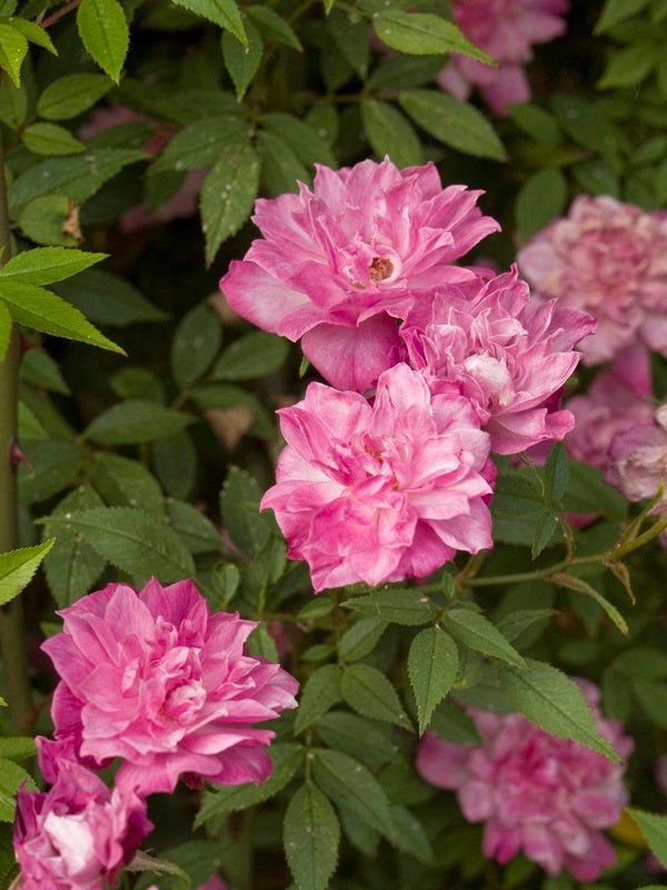 Rosa 'Pompon De Paris' - Herrenkamper Gärten - Pflanzenraritäten