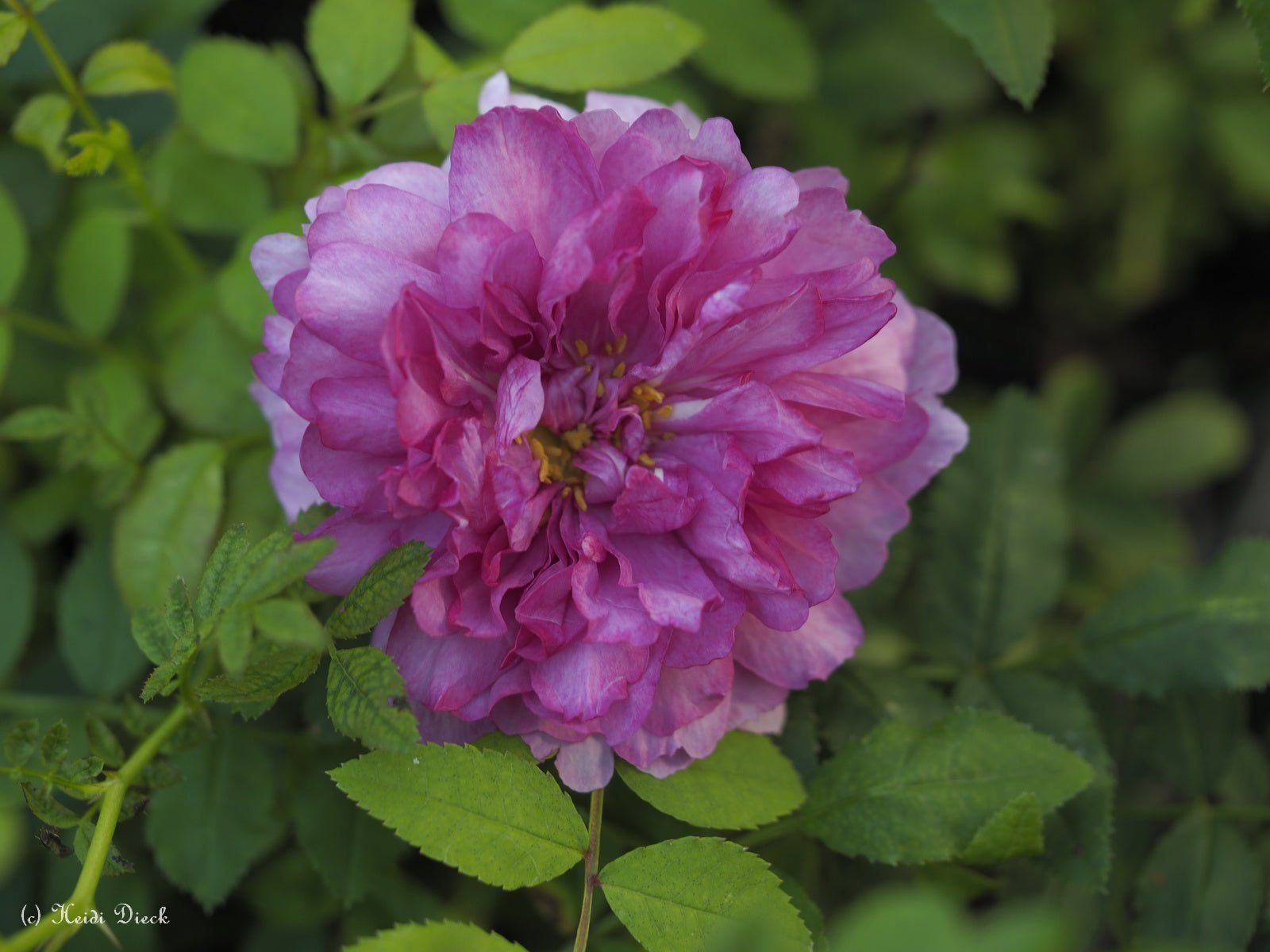 Rosa roxburghii 'Plena' - Herrenkamper Gärten - Pflanzenraritäten